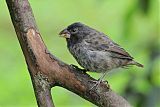 Medium Ground-Finch